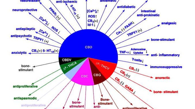 Learn Now – What Chemicals Are Present In Marijuana