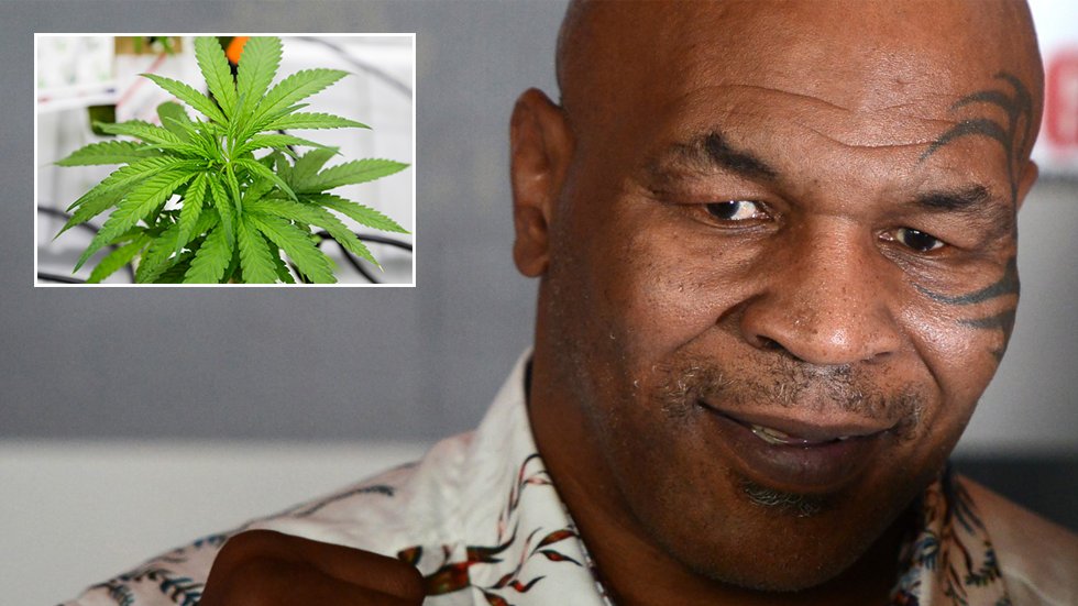 Mike Tyson spotted smoking FOOT-LONG joint at marijuana festival (VIDEO) ... Bet that packs a punch!