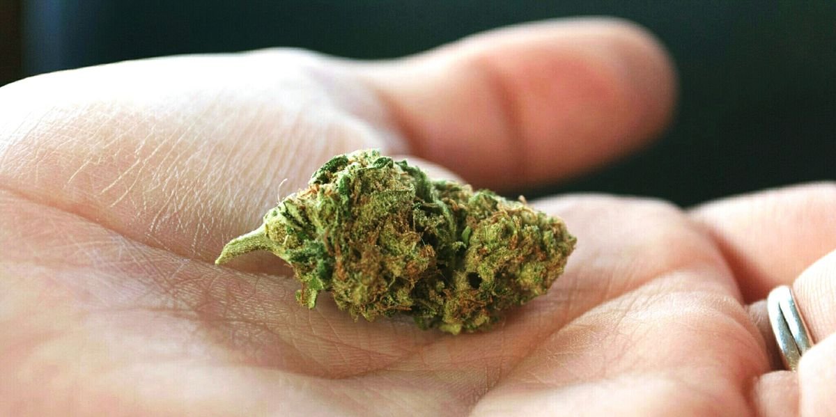 Most Strains of Weed Are More Alike Than People Think