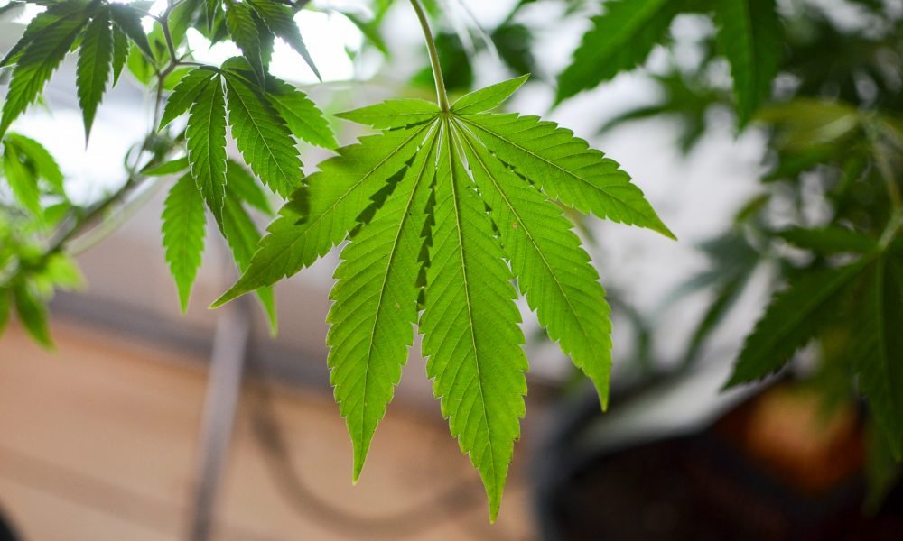 New Hampshire House Passes Marijuana Legalization Bill