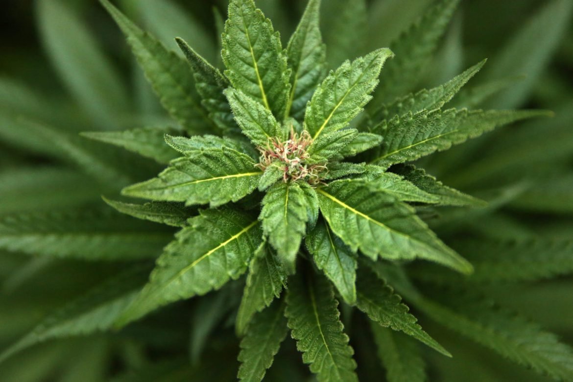 New Mexico Senate Public Affairs Committee advances a marijuana decriminalization bill