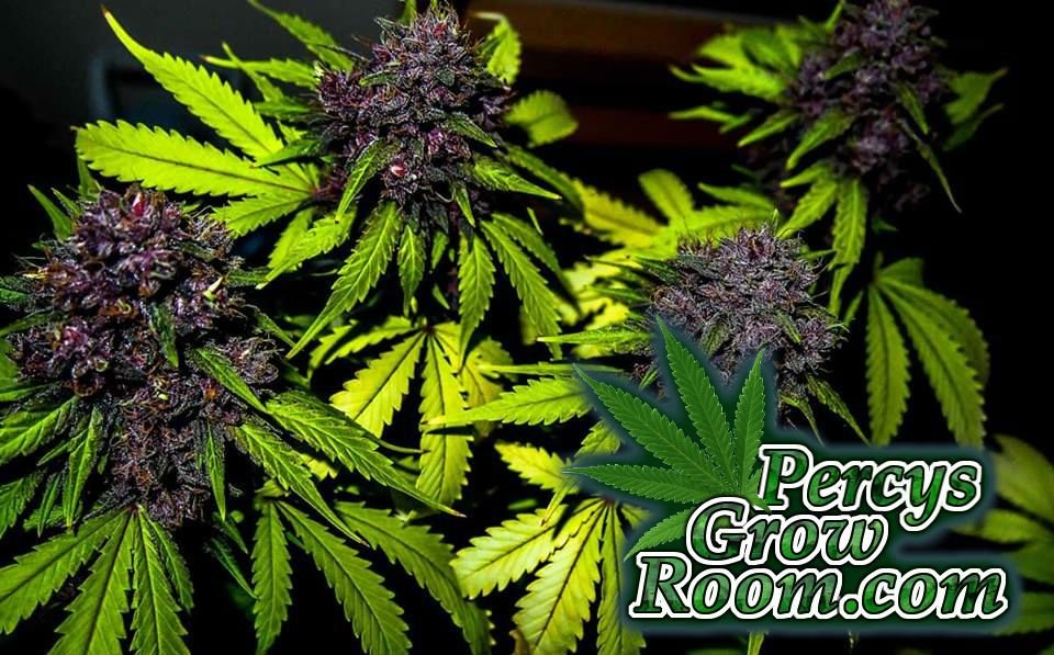 Purple Buds, How They're Grown - Percys Grow Room