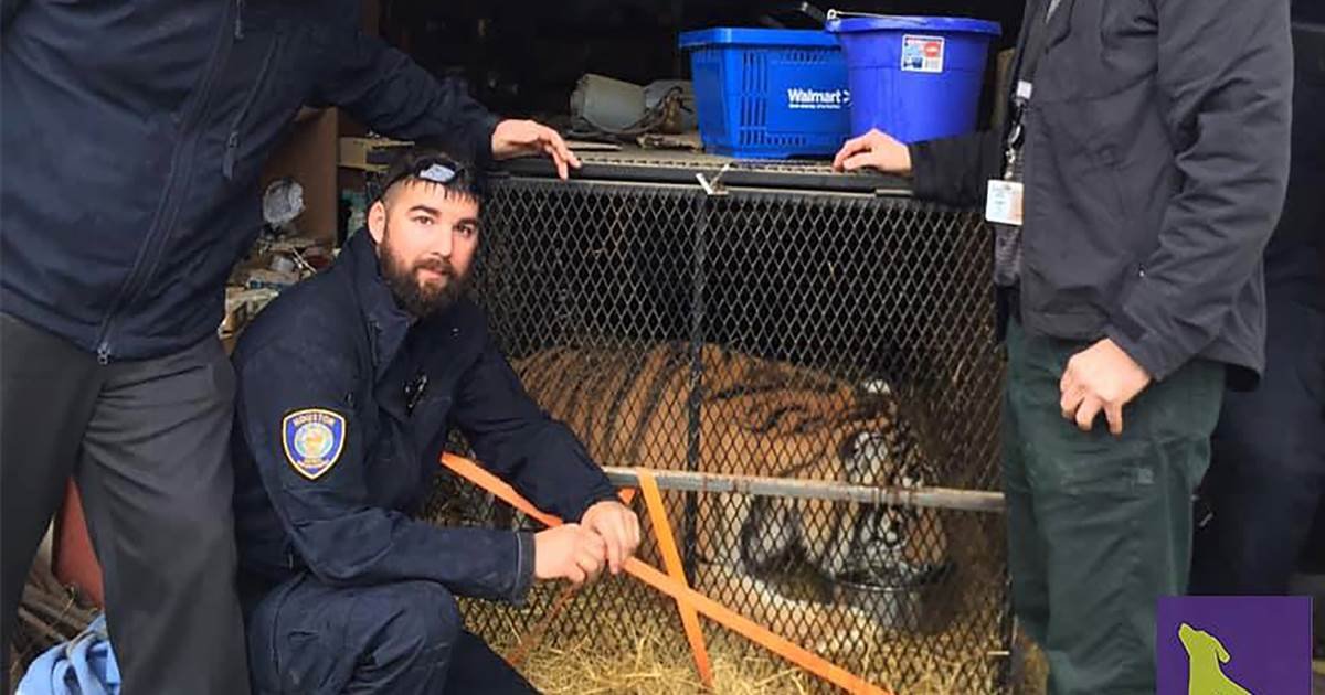 Texas man enters abandoned home to smoke weed, finds tiger instead