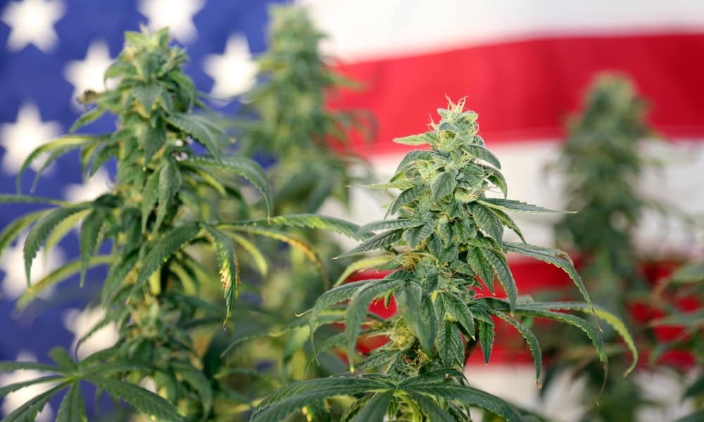 The ‘420 Bill’ to Federally Legalize Marijuana Has Officially Been Introduced