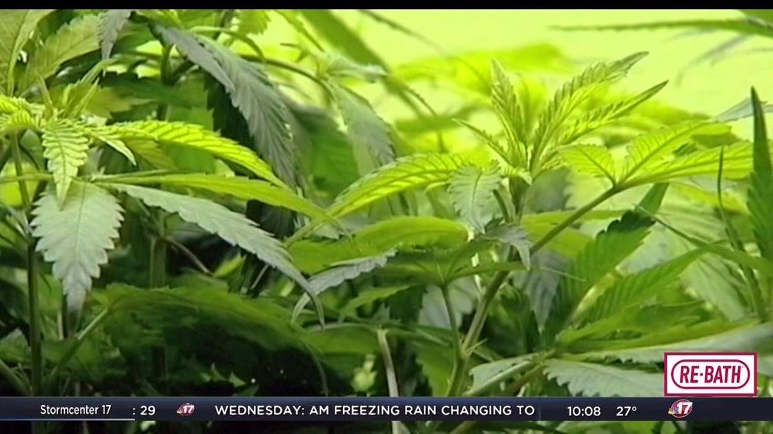 Town hall meeting on recreational marijuana to be held in Champaign