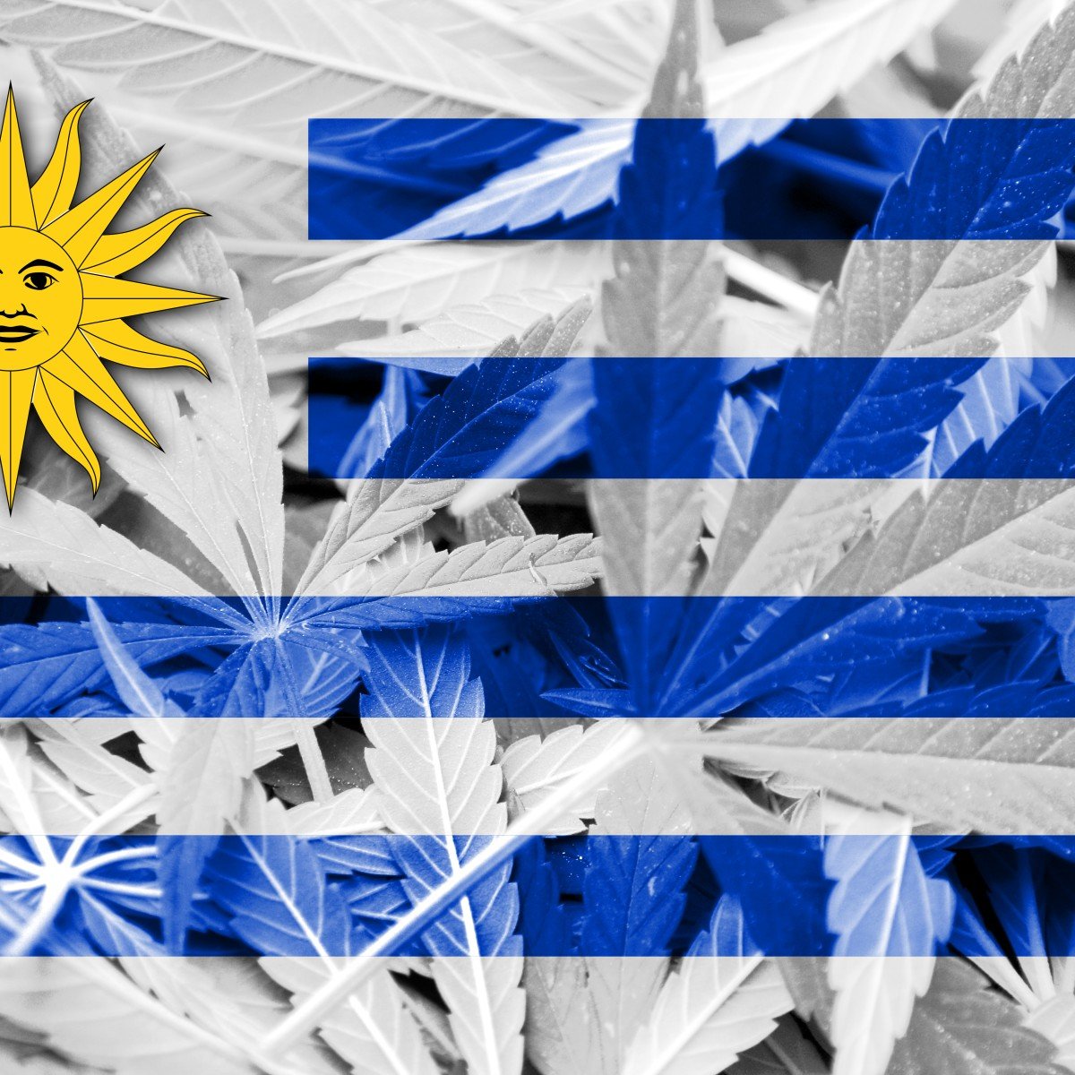 Uruguay legalized weed 6 years ago and experts say it's made the country better than ever