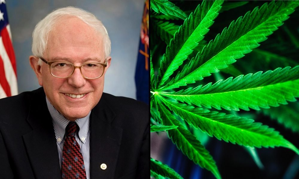 Where Presidential Candidate Bernie Sanders Stands On Marijuana