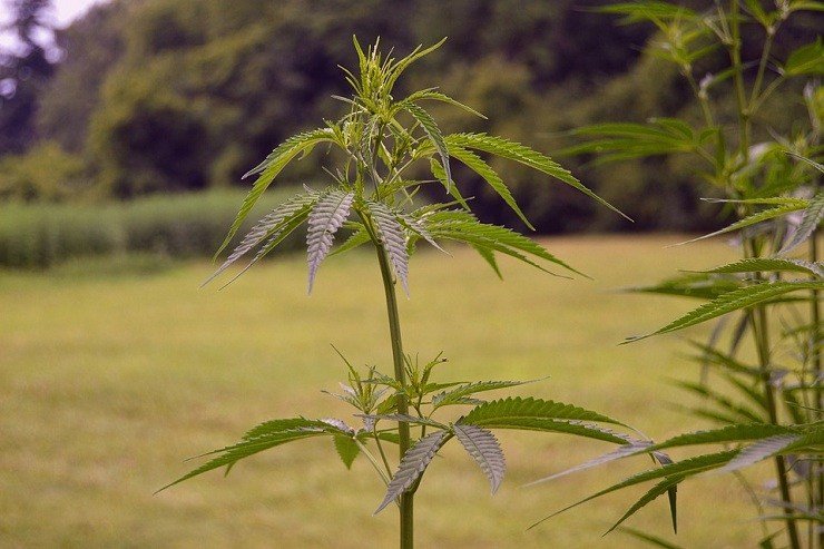 Why Buy Auto flowering Marijuana Seeds on the Internet?