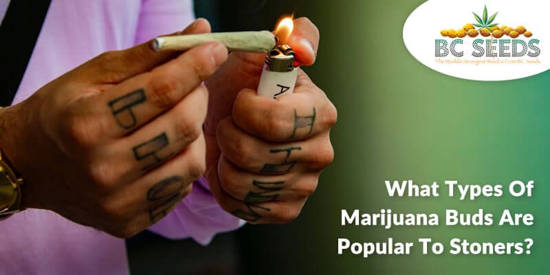 4 Famous Marijuana Buds to Stoners