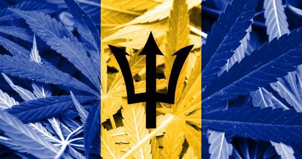 Barbados Is Cultivating A Medical Marijuana Industry