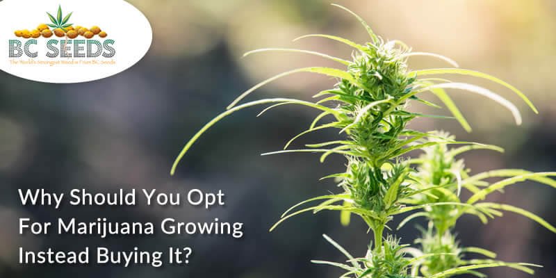 Few Reasons Why You Should Opting For Growing Marijuana Instead Of Purchasing It?