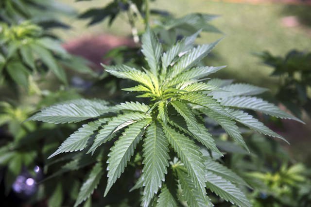 Hawaii decides again not to legalize marijuana