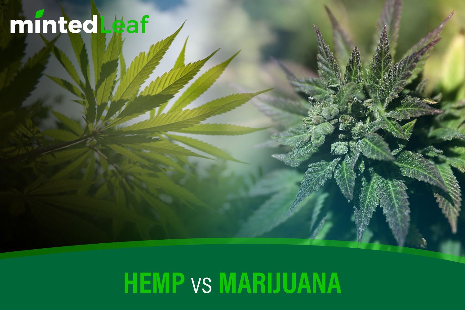 Hemp vs. Marijuana | mintedLeaf - 2019 Hemp Blog ✓