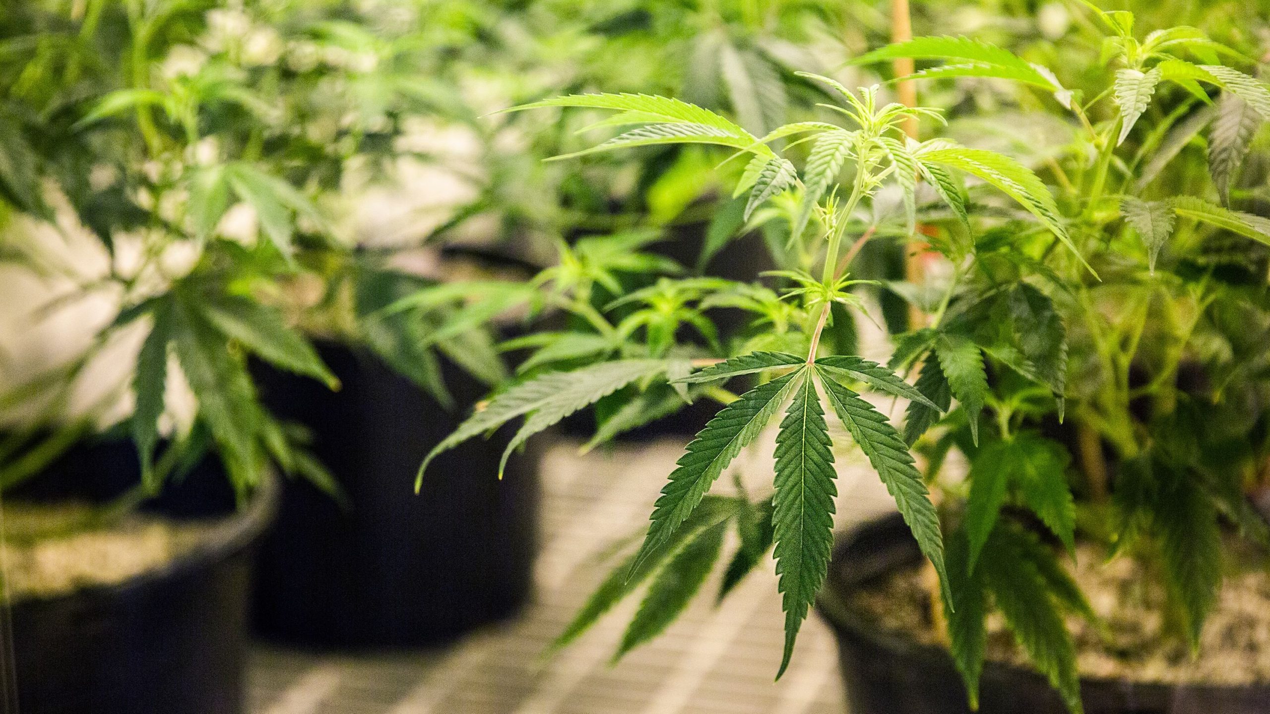Iowa House OKs bill expanding state's medical marijuana program