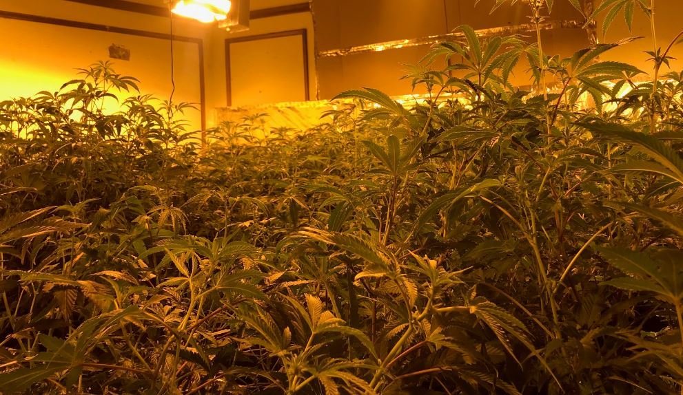 Major Illegal Pot Operation Busted In San Francisco’s Sunset District