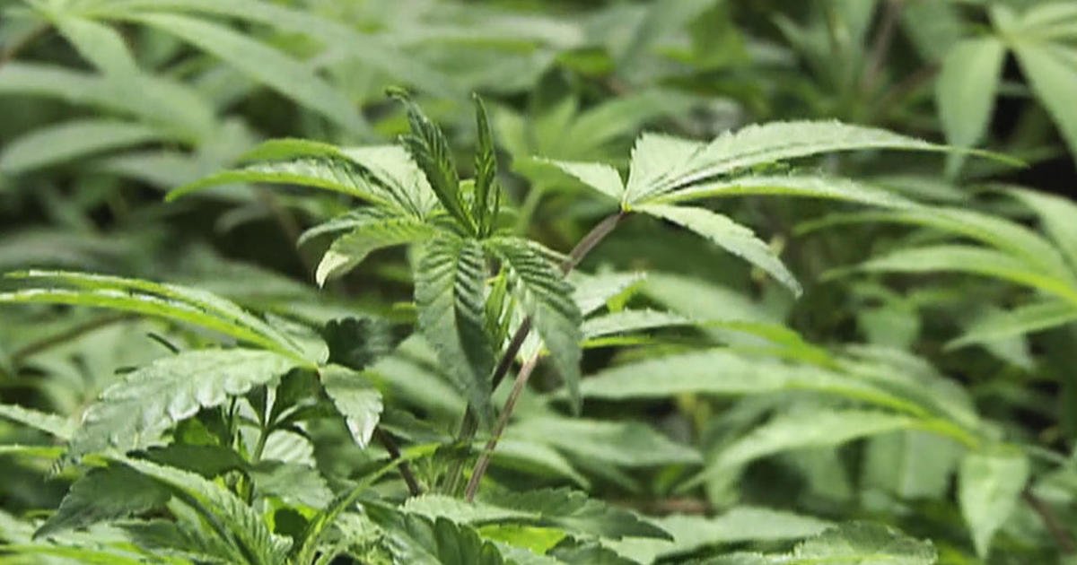 New Jersey lawmakers face "razor thin" vote on recreational marijuana