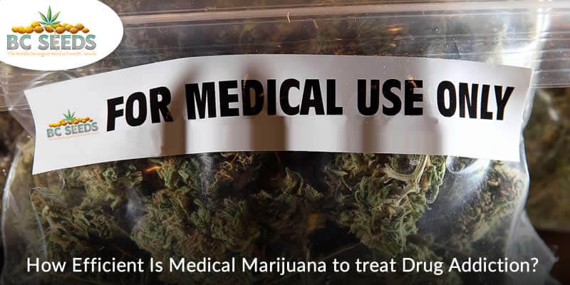 State Importance of Medical Marijuana in Treating Drug Addiction