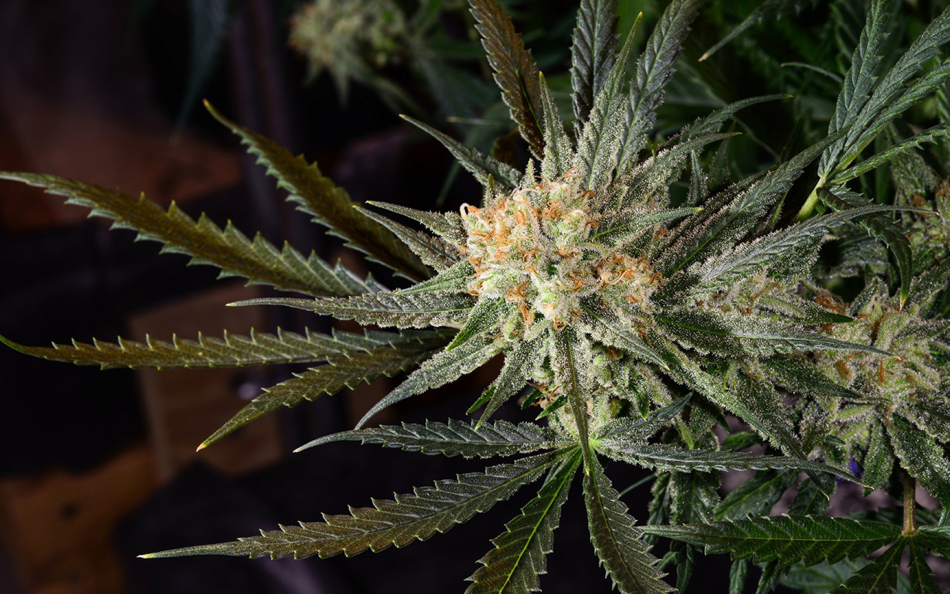 The 6 Best High Energy Cannabis Strains in 2019
