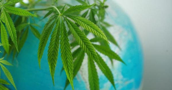 Trump Administration Wants More Input On Marijuana Rescheduling: The Trump administration is asking the public to submit comments to help inform the U.S.'s position on the potential global reclassification of marijuana.