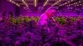 Yeast: the marijuana market's magic ingredient? |Reuters