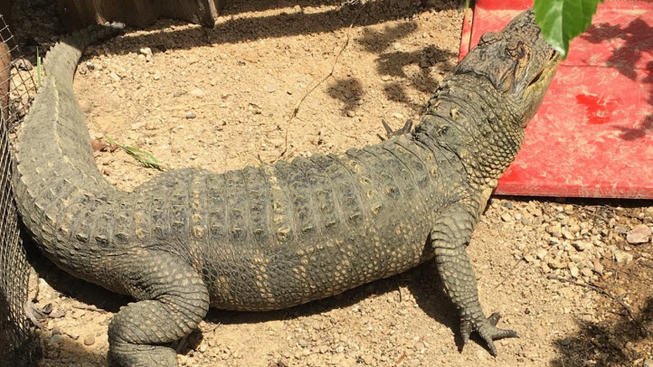 5-Foot Alligator, Ferret, Marijuana Seized in Hollister