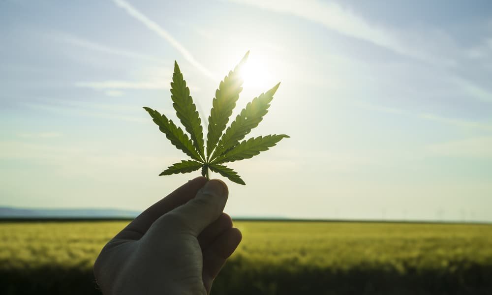 Kentucky Gubernatorial Candidate Calls for Marijuana Decriminalization