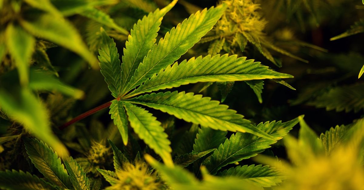 Marijuana legalization is very popular