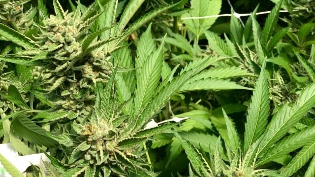 Ontario cannabis distributor cancels tender for same-day pot deliveries | CBC News