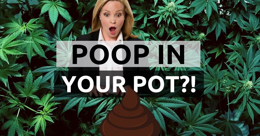 The Independent reports very high levels of poop found in 75% of street cannabis & resin in a study. They also found bacteria E-coli and fungal spores that cause chest infections. Anyone seen this is it BS?