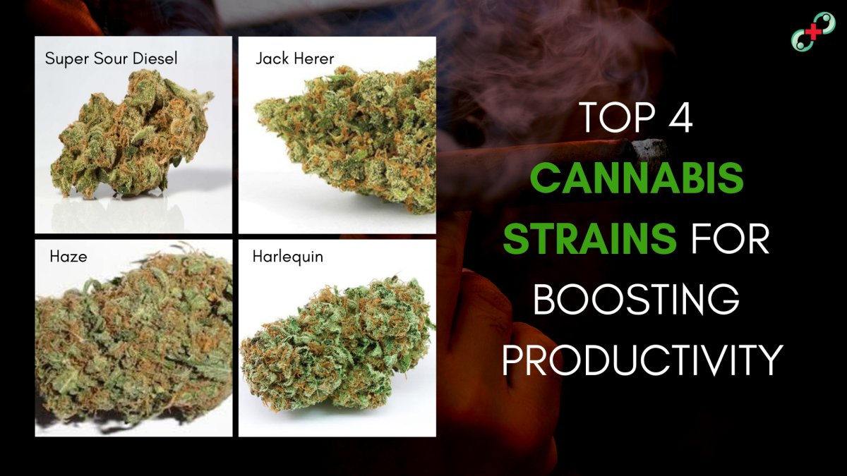 Top 4 Cannabis Strains for Boosting Productivity