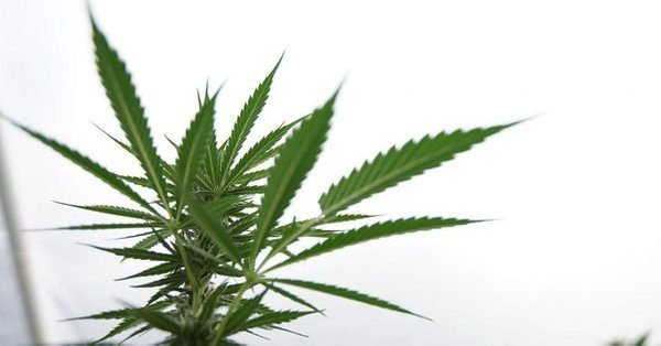 U.S. Senate Votes To Legalize Hemp After Decades-Long Ban Under Marijuana Prohibition