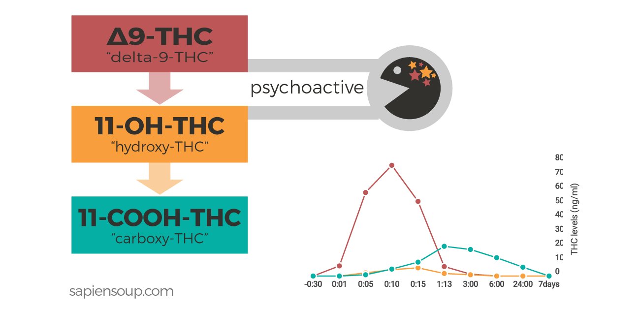 Human Metabolism of THC