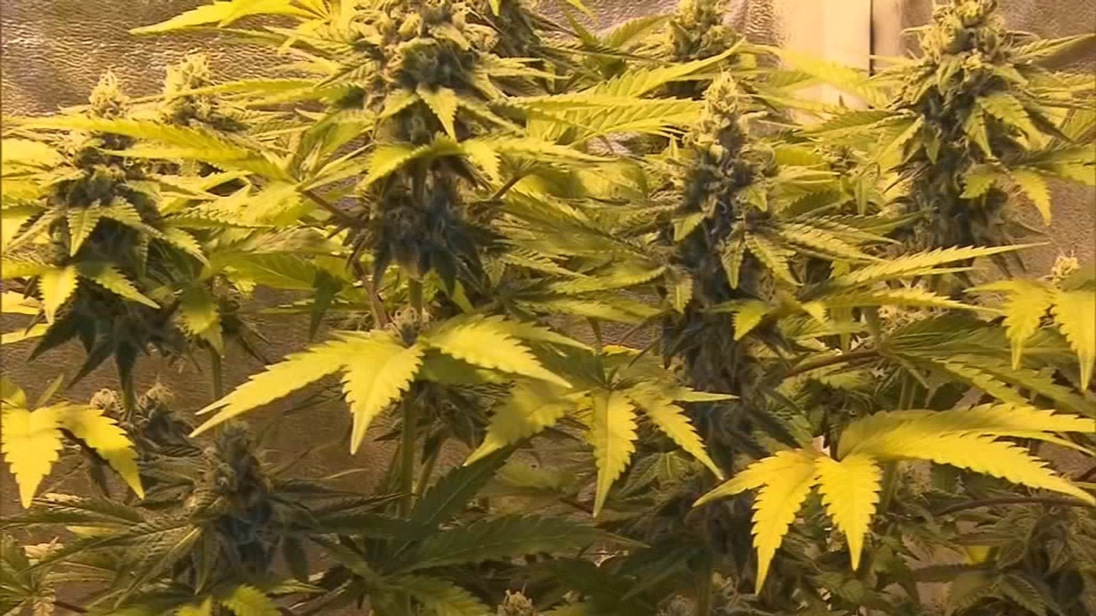 Illinois Senate passes marijuana legalization bill, sends it back to Illinois House
