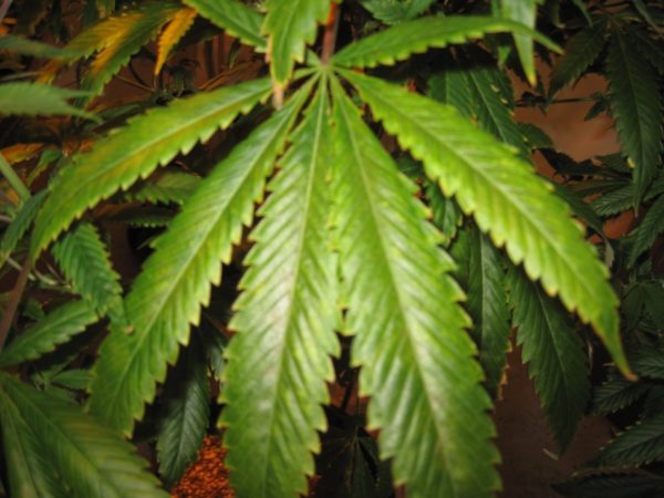 Illinois governor announces plan to legalize marijuana