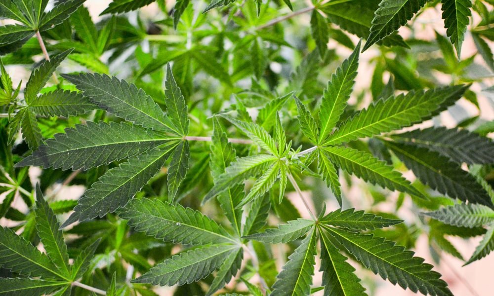 North Dakota Governor Signs Marijuana Decriminalization Bill