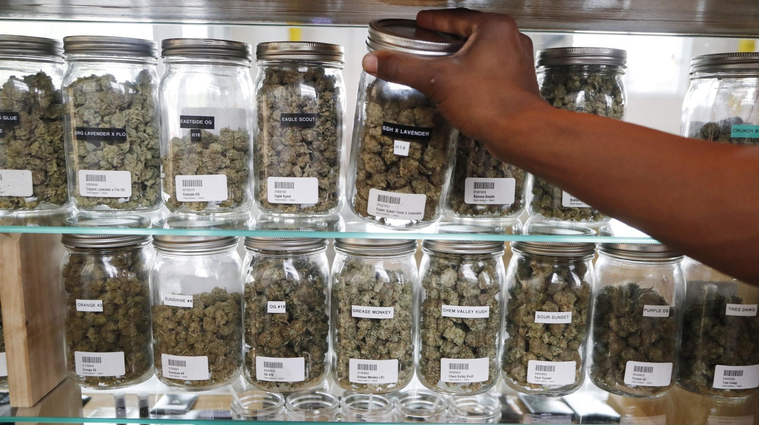 Report: Michigan recreational marijuana market to rival Colorado's
