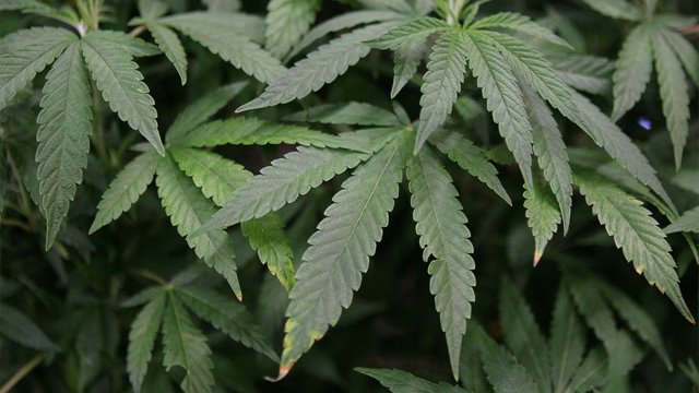 Study: Marijuana users exercise more, report improved recovery