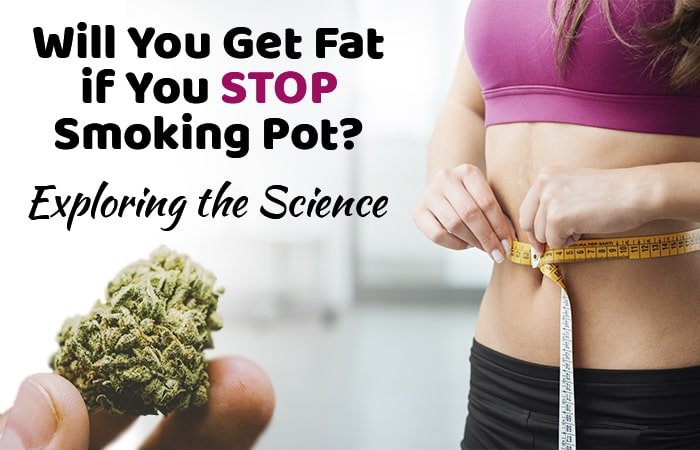 Will You Get Fat if You Stop Smoking Pot? [Exploring the Science]