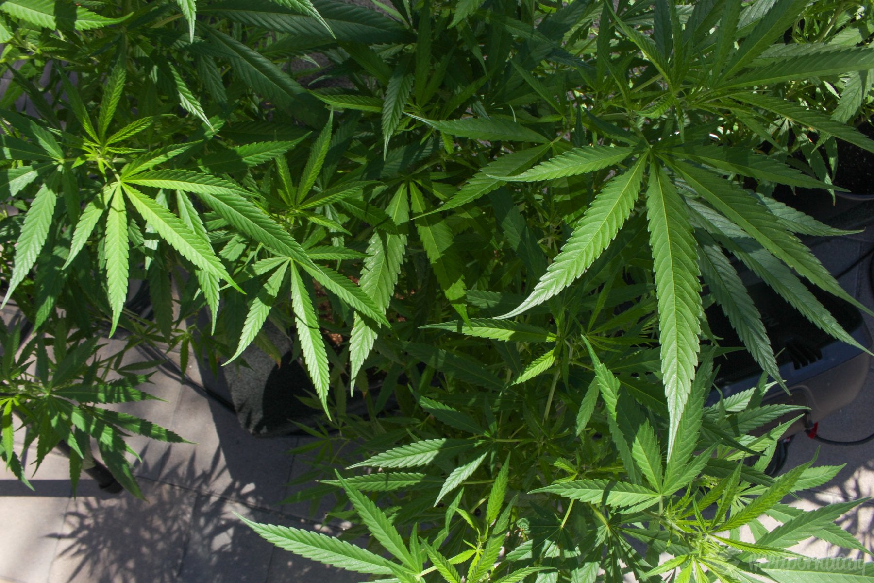 D.C. Council Passes Emergency Bill To Protect Some—But Not All—City Workers Who Use Medical Marijuana