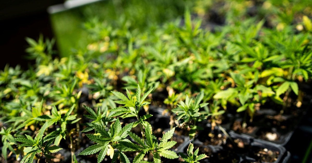 Gov. Greg Abbott signs law legalizing hemp production, CBD products in Texas