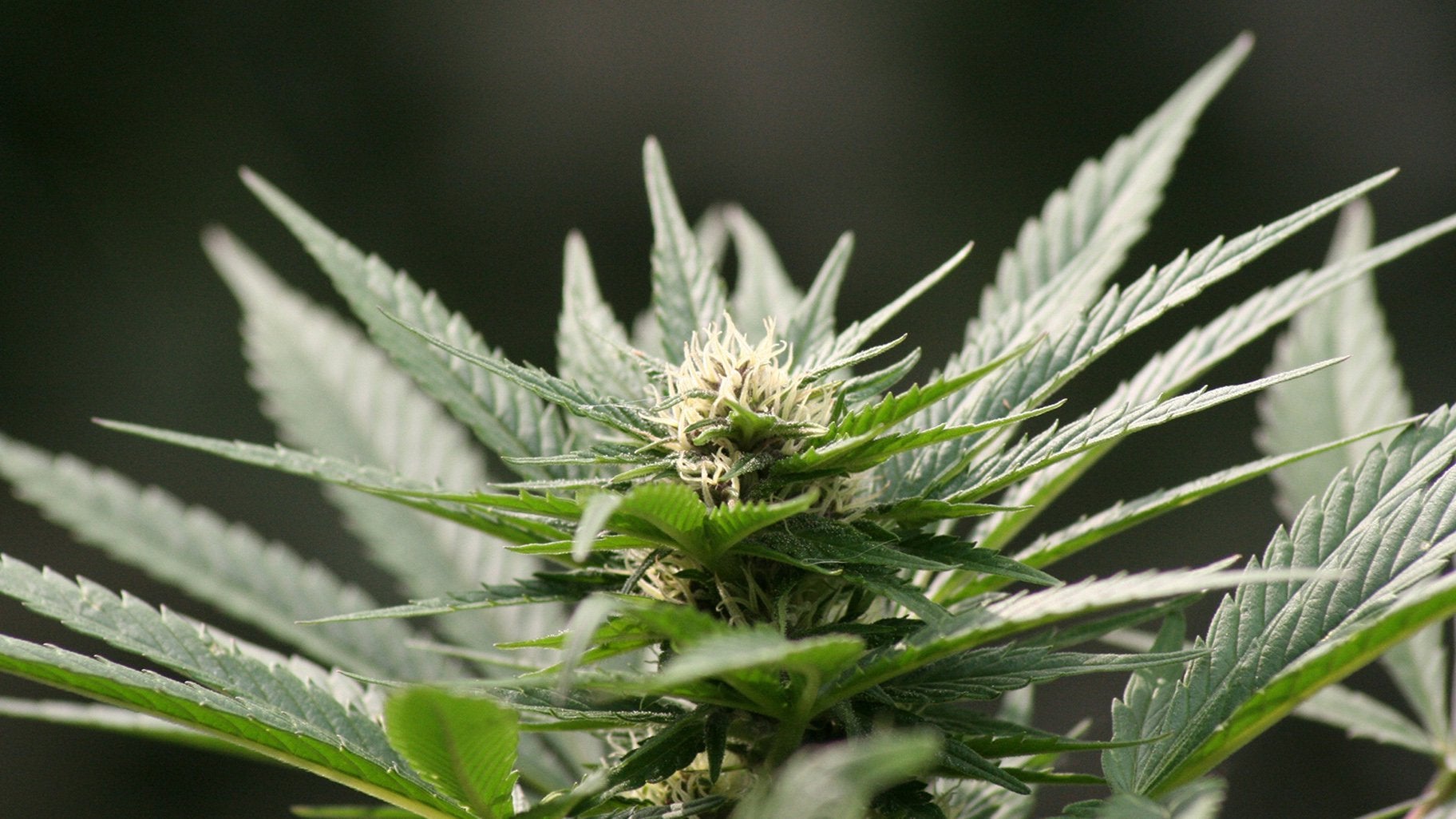 Illinois: Gov. Pritzker Expected to Sign Marijuana Legalization Bill Next Week