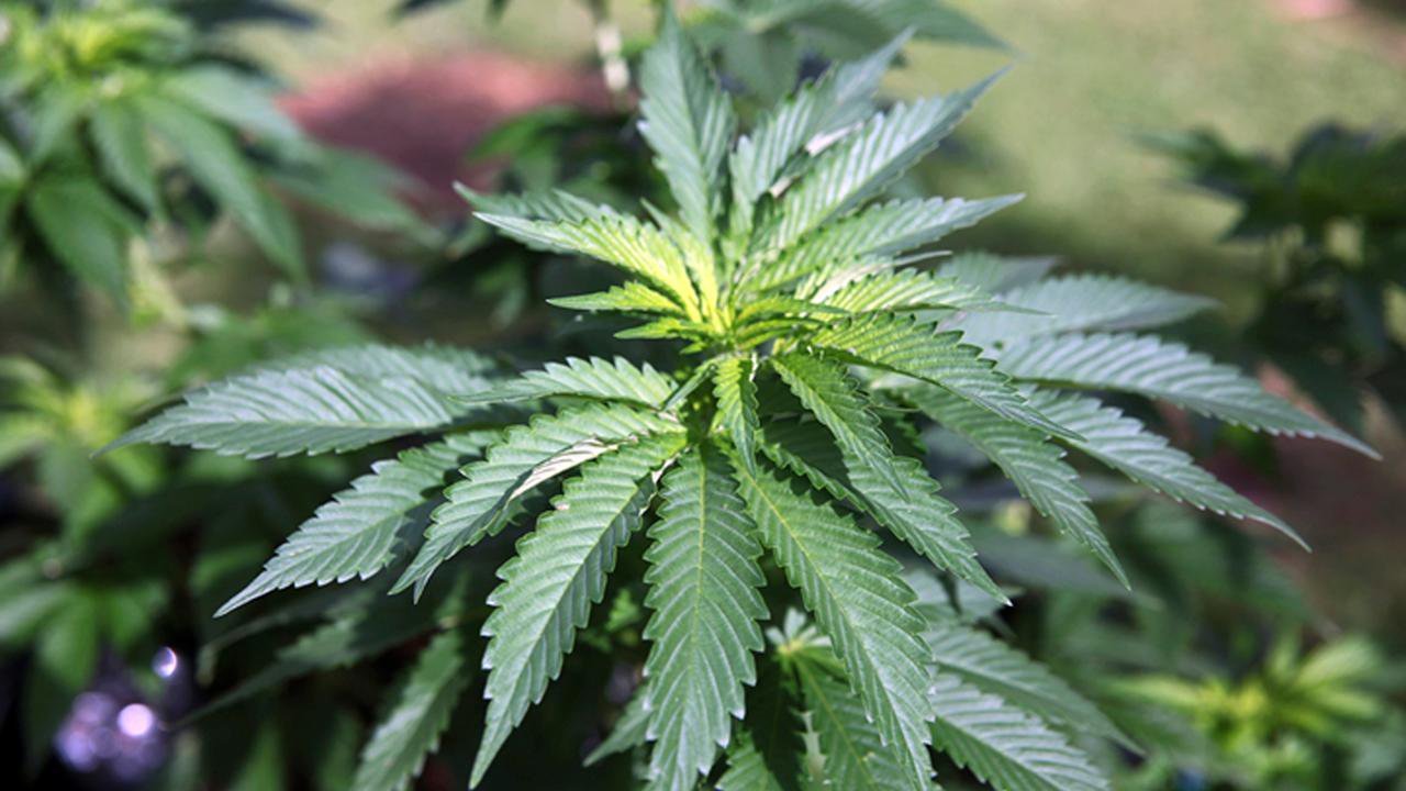 Marijuana damages adolescent brains, health professionals write in op-ed