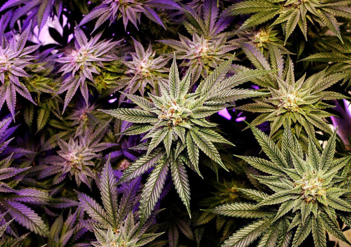 New Mexico Governor Seeks Ideas to Legalize Recreational Marijuana