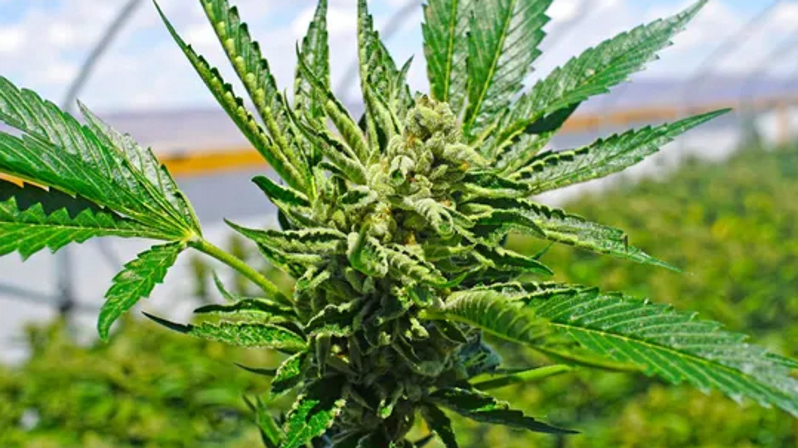 New York farmers: Legalize marijuana so we can grow it