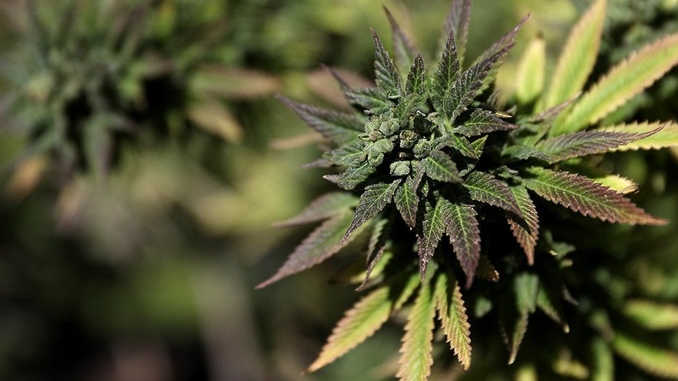 New York won't legalize marijuana this year