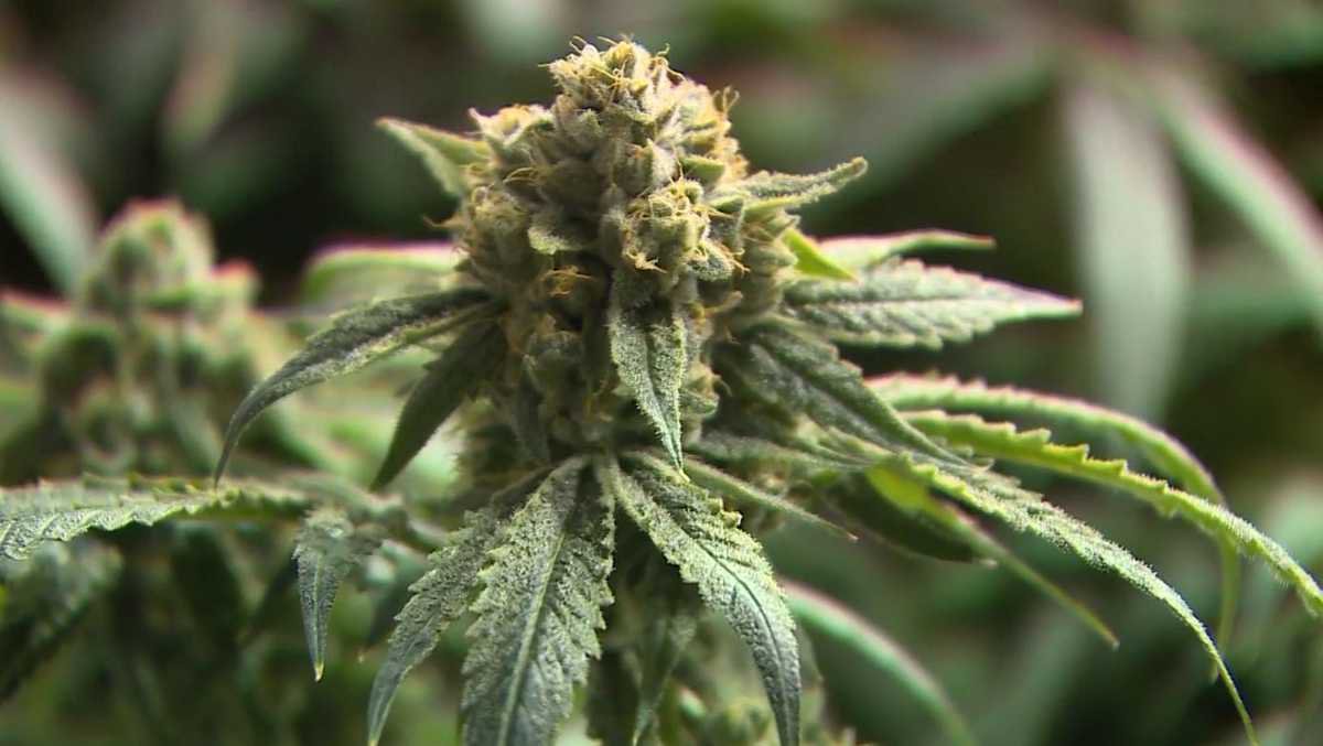 This week Missouri will begin accepting Medical Marijuana Patient Applications