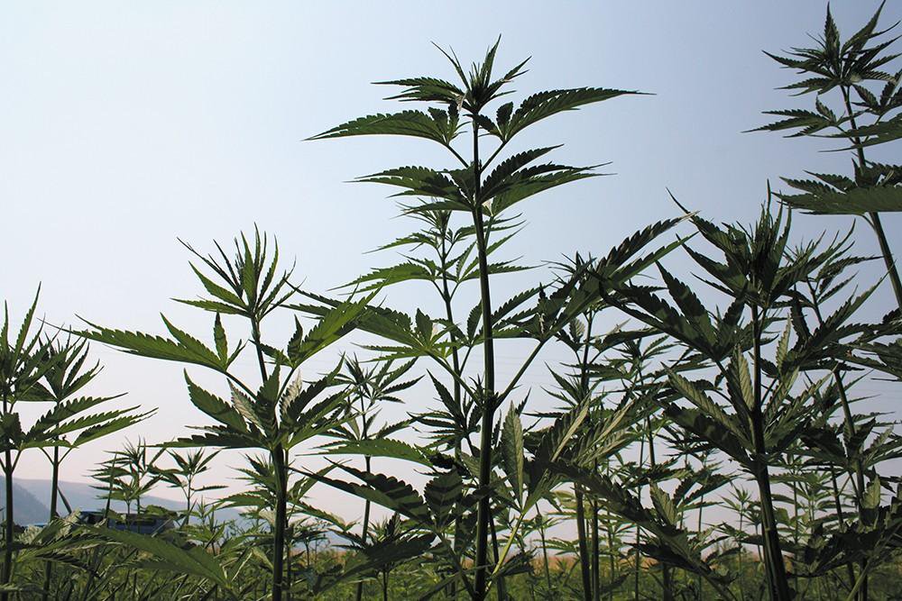 A new hemp law in Washington state has marijuana growers concerned about the potential of cross-pollination from hemp fields, which could prove disastrous to their bottom line if it occurs.
