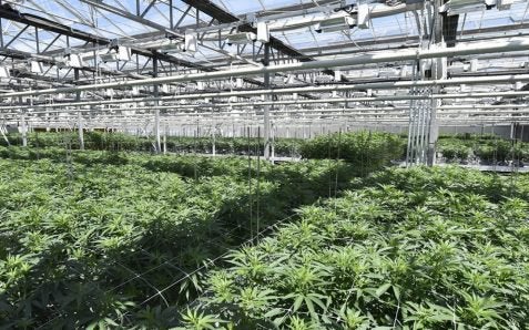 CannTrust Flagged by Health Canada for Cannabis Production from Previously Unlicensed Grow Rooms