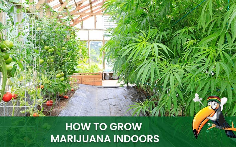 How To Grow Marijuana Indoors – The Cannabis Growing Supplies List