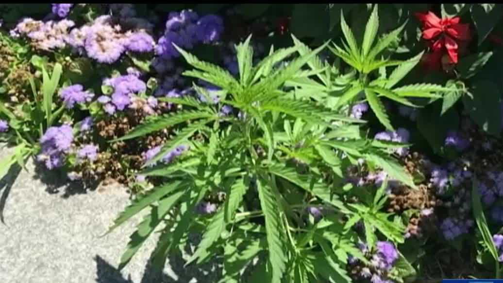 More than 30 cannabis plants found growing in flower beds at the Vermont Capitol